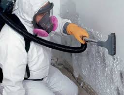 Best Black Mold Removal  in Westwood, KS